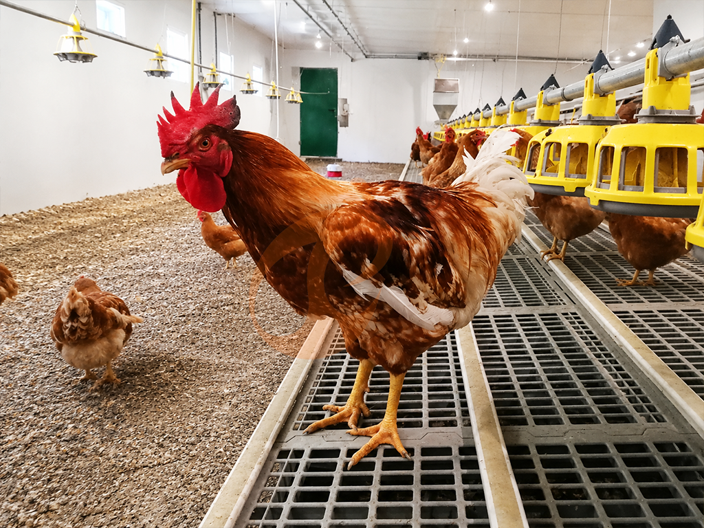 Floor Rearing Poultry System2 (8)