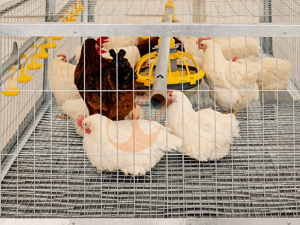 Broiler Cage4 (3)