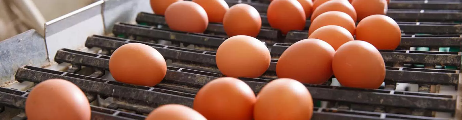 تفقيس الكتاكيت