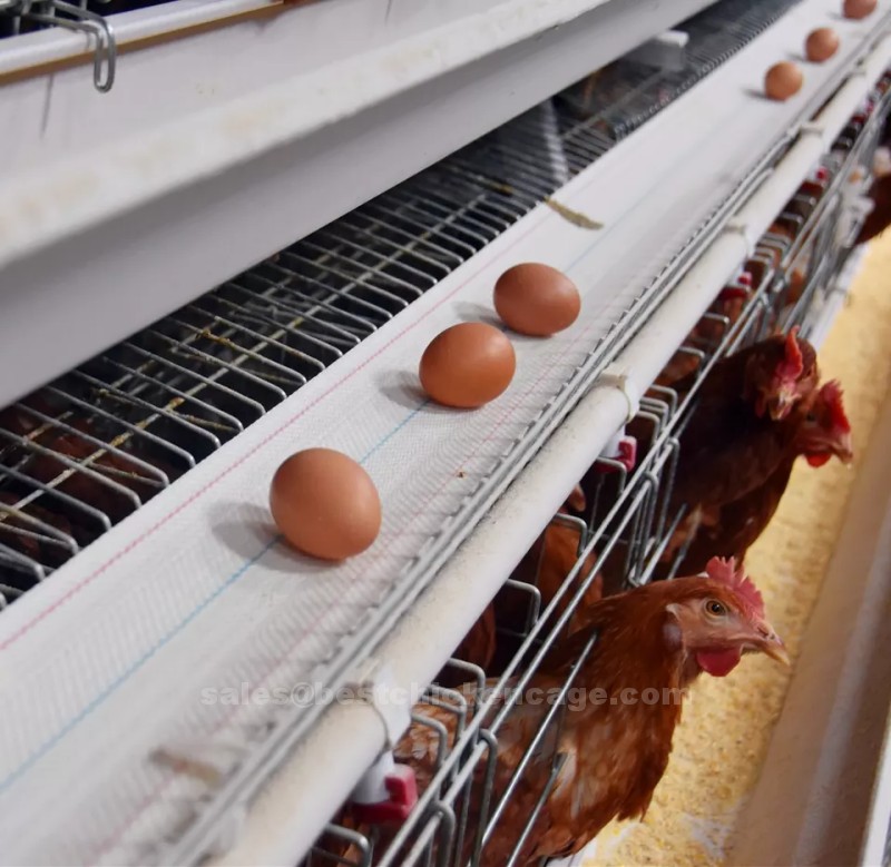 鸡笼或蛋鸡笼A (10).png