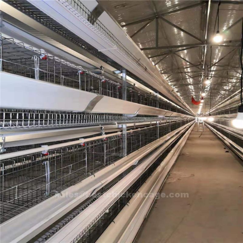 鸡笼或蛋鸡笼H (58).jpg