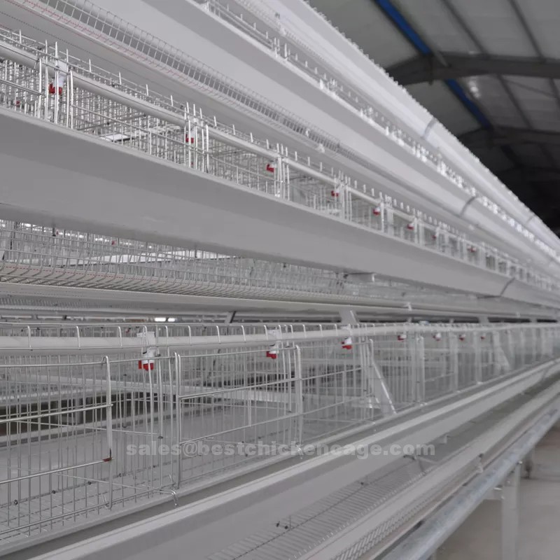 鸡笼或蛋鸡笼A (7).png