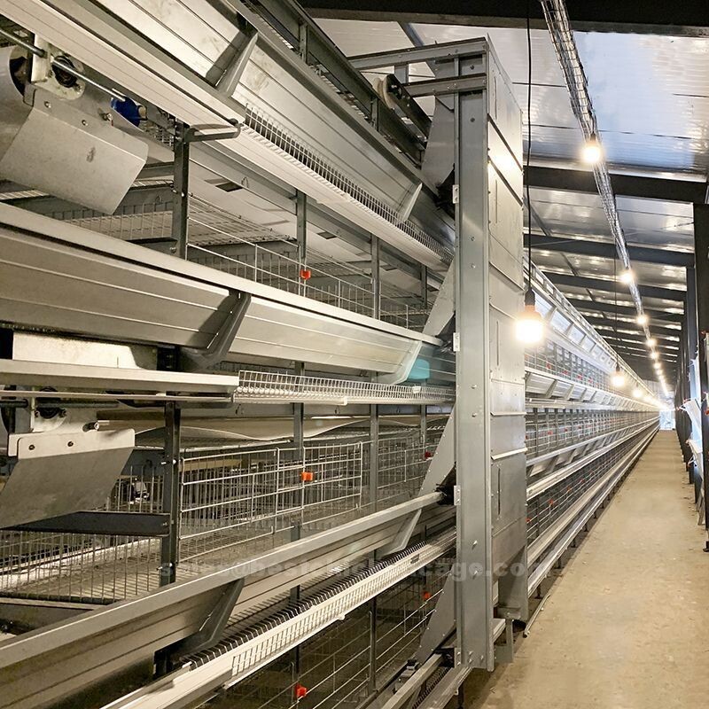 鸡笼或蛋鸡笼H (61).jpg Chicken farming is a popular agricultural venture with many small-scale farmers engaging in the practice