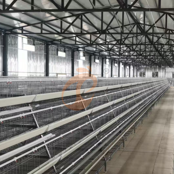 Chicken Cage Design (5)