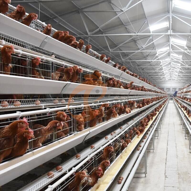 Layer Chicken Cage Design (4)