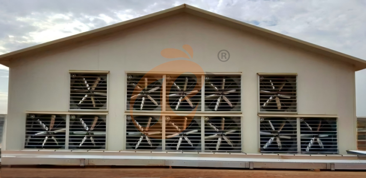 day old chicken cage design (6)