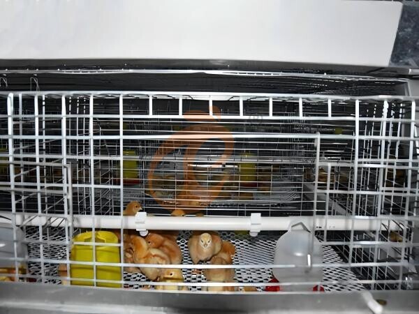 day old chicken cage design (9)(1)
