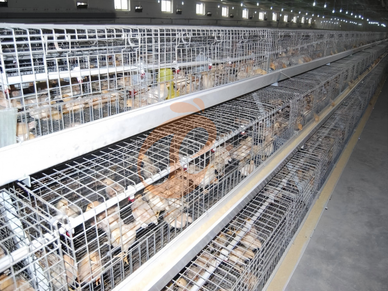 day old chicken cage design (10)