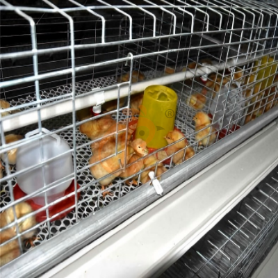 Day old chicken cage design (2)