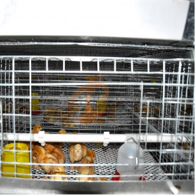 Day old chicken cage design (3)