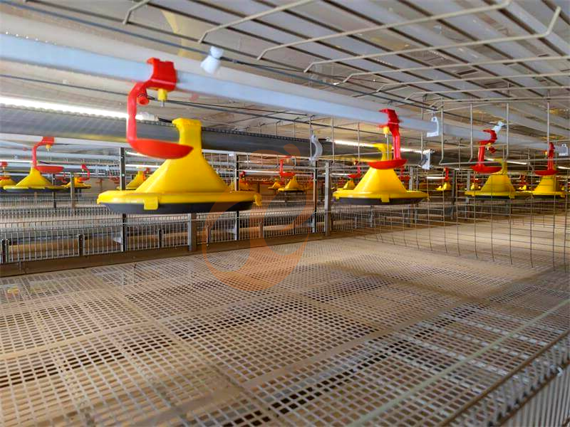 Maximize a produção da sua exploração avícola com estas dicas sobre o sistema de alimentação automática