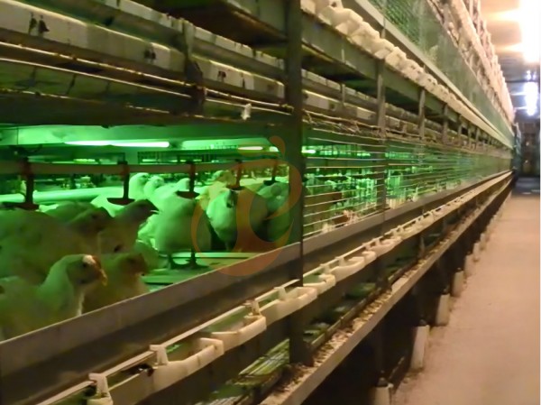 broiler chicken cage (5) broiler chicken cage (5)