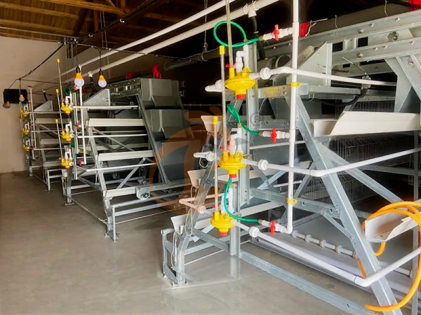 Broiler chicken cage (2)