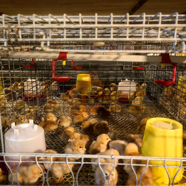 Broiler chicken cage (5)
