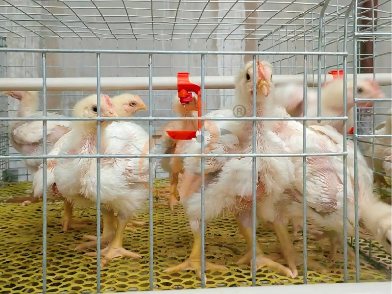 broiler chicken cage (3) broiler chicken cage (3)