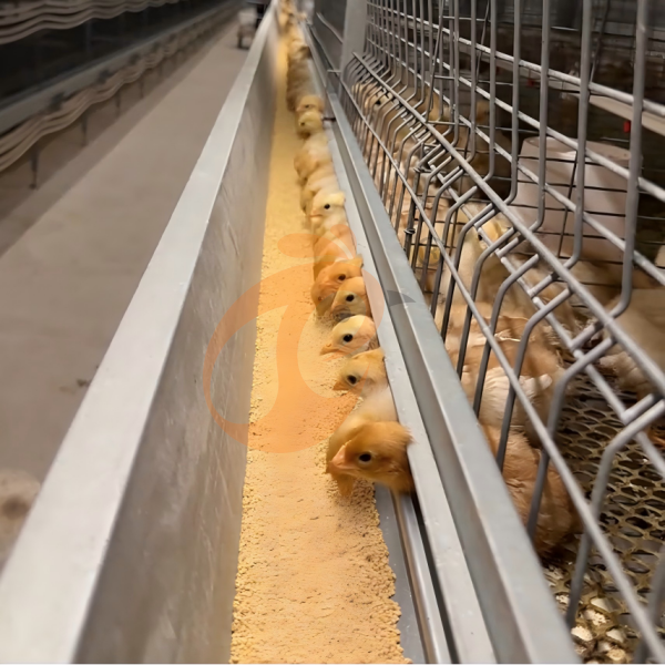 Day Old Chicken Cage (15)