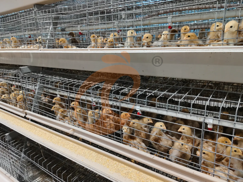 O Que É Melhor Para a Etiópia: Gaiolas de Frango Tipo A ou Tipo H