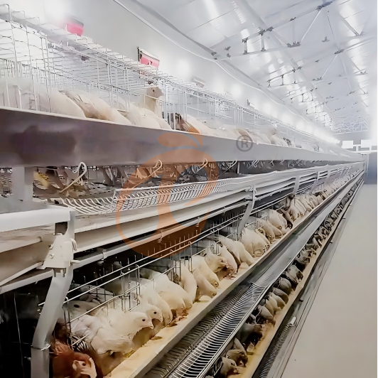 layer chicken cage 6 (1) layer chicken cage 6 (1)