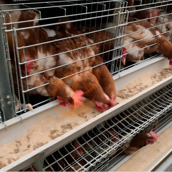layer chicken cage 6 (3) layer chicken cage 6 (3)