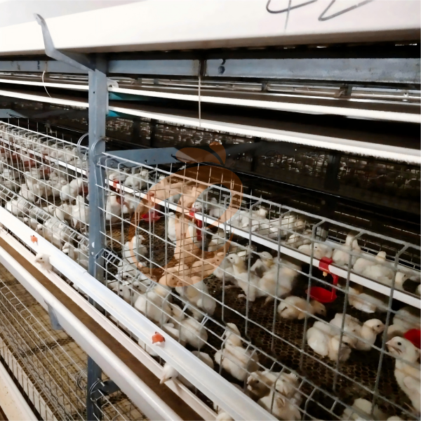 Projeto da Fazenda Avícola da Etiópia