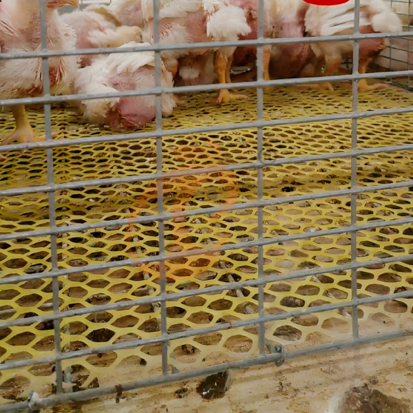 broiler chicken cage 1 (10) broiler chicken cage 1 (10)