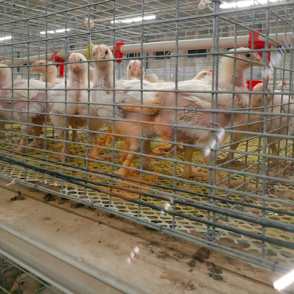 broiler chicken cage (15) broiler chicken cage (15)
