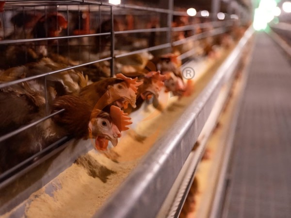 chicken battery cage poultry farm  (23)