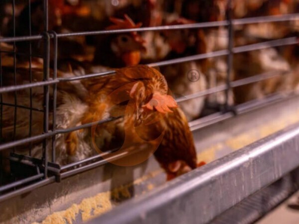 chicken battery cage poultry farming (7)
