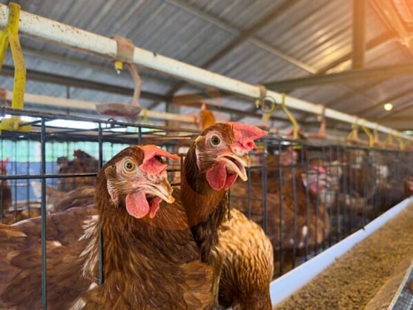 Onde comprar gaiolas para aves a preços acessíveis na Nigéria: Guia do comprador 2026