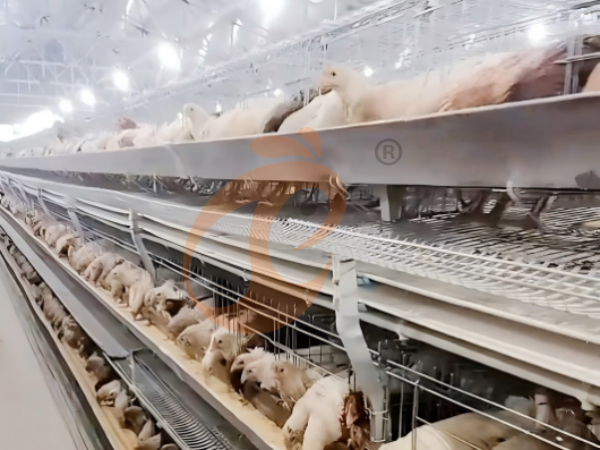 H A chicken battery cage for layers in poultry farm (3)