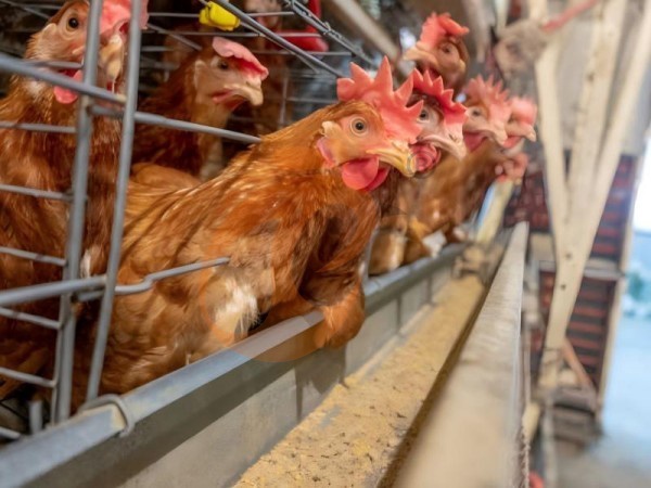 Sistema de Gaiola Tipo A vs Sistema de Criação no Chão para Fazendas Etíopes: 5 Comparações de Desempenho