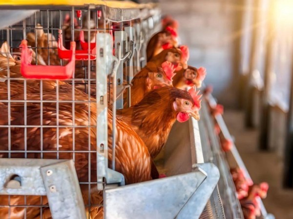 A H layer chicken battery cage price in poultry farm (37)