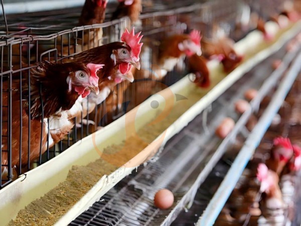 Como Obter Uma Cotação Precisa de Gaiolas para Aves na Etiópia? 7 Passos Prontos para Compradores