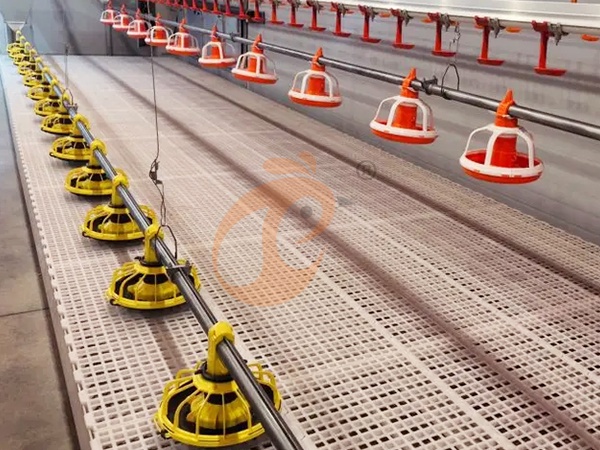 Floor Rearing Poultry System1 (2)