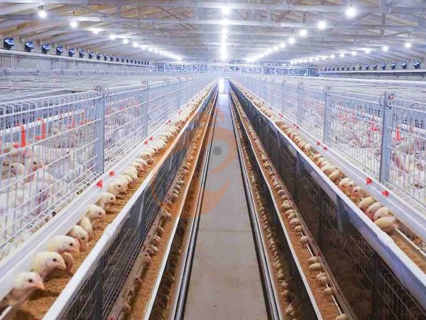 Broiler Cage1 (2)