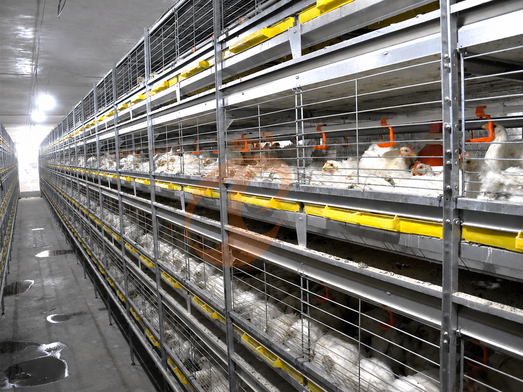 Broiler Cage4 (2)