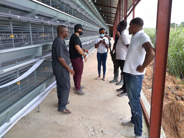 Como administrar medicamentos a aves através do sistema de beber