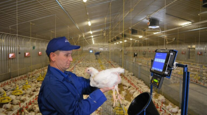 Como fornecer oxigénio aos frangos de carne