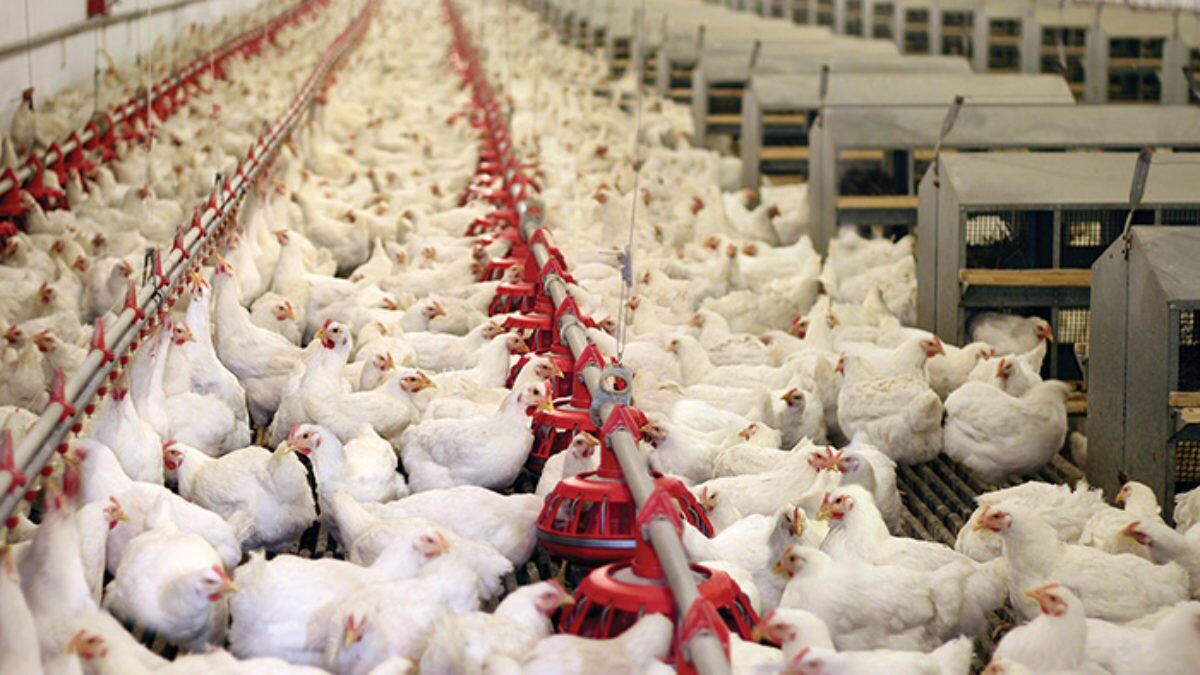 Como gerir a criação de frangos de carne na avicultura