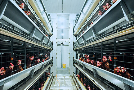 A nossa empresa terminou uma quinta moderna com 100.000 aves poedeiras e equipamentos para frangos