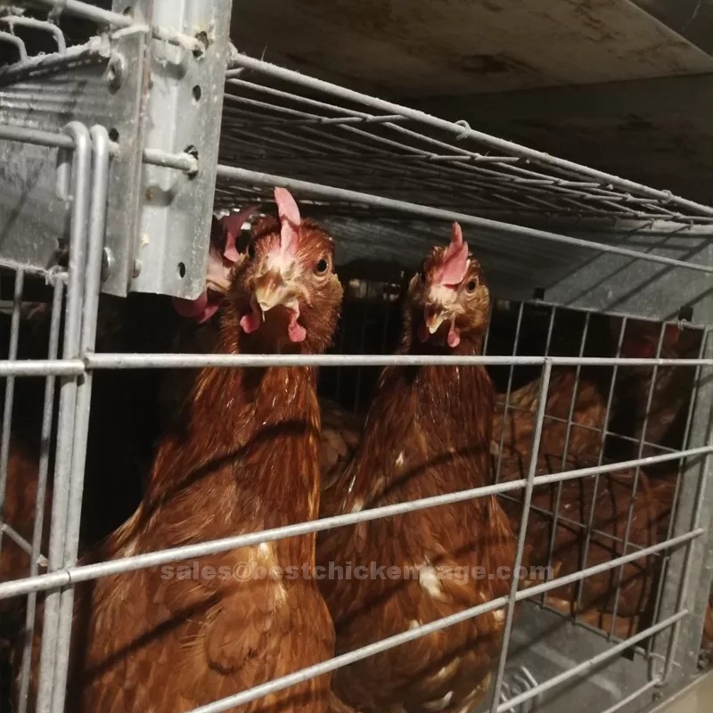 鸡笼或蛋鸡笼H (15).png