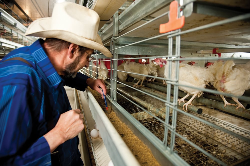 A gaiola para avicultura é um tipo de gaiola projetada para confinar as galinhas poedeiras a botar ovos em gaiolas