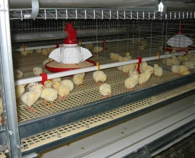 Les cages d'élevage de poussins contribuent à assurer la santé et le bien-être des poussins, les préparant à une croissance et un développement réussis.