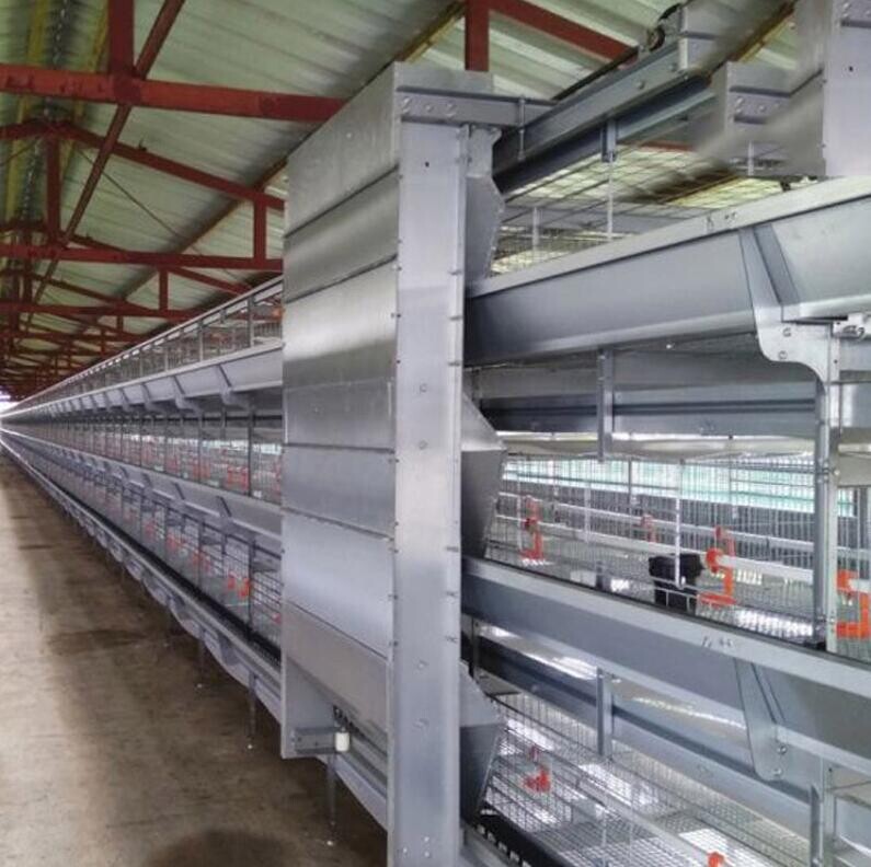 Les cages en batterie de fabrication locale pour poules pondeuses à prix d'usine augmentent l'efficacité et réduisent la mortalité