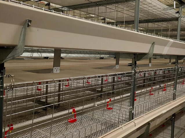 Introduction détaillée de la gestion d'un système de cages en batterie pour poulets de chair dans des environnements à haute température nécessite une ventilation efficace