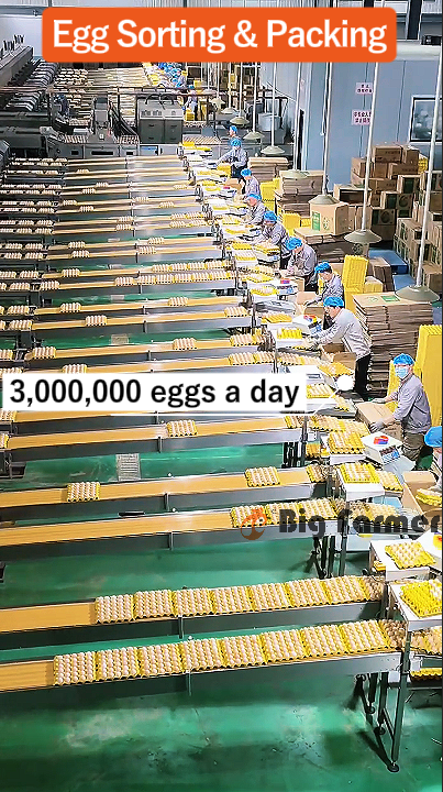 Layer Chicken Cage Design (9)