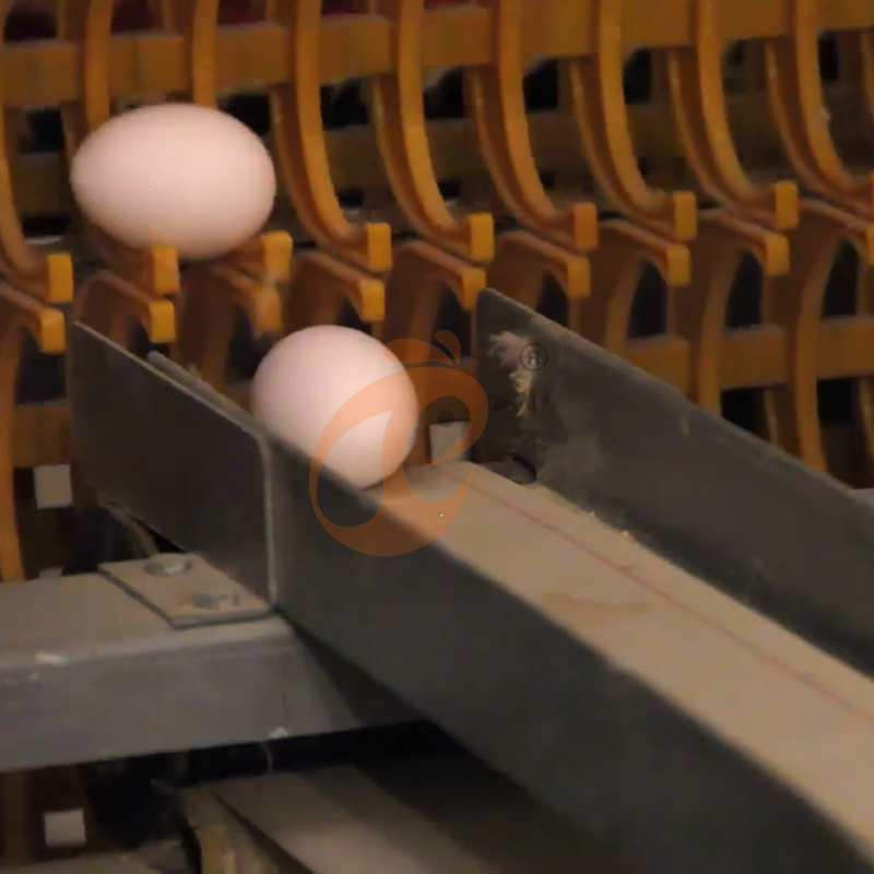 Layer Chicken Cage Design (5)