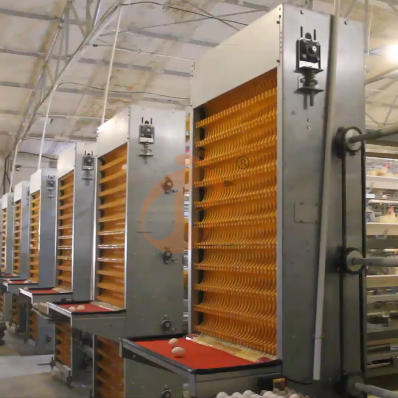 Layer Chicken Cage Design (7)