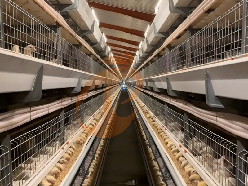 Conception d'une cage semi-automatique de type H pour poussins d'un jour