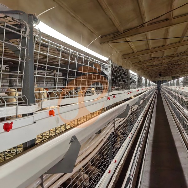 Day Old Chicken Cage (6)